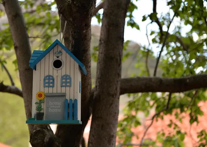 The Fig Tree House